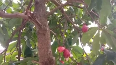 Red water apple fruit Stock Footage 310435989