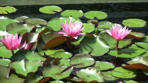 Red Water Lillies Stock Footage 79364031