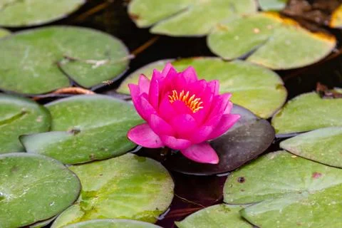 Red water lilly with leafs in small pond Stock Photos