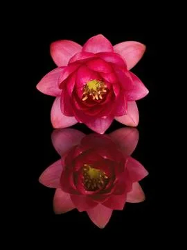 Red water lily with reflection Stock Photos