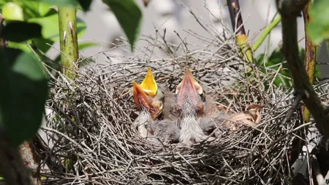 Red Wattle Bird chicks rising up strongly in anticipation of being fed. Stock Footage 229189048