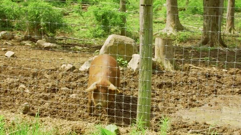 Red Wattle hog Vídeos de archivo 75462826