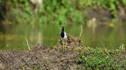 Red wattle lapwing Stock Photos