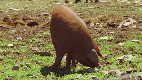 Red Wattle pig Stock Footage 75462249