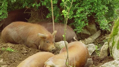 Red wattle pigs taking nap Stock Footage 75462711