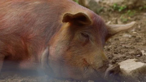 Red wattle resting Stock Footage 75462639