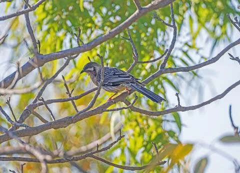 A Red Wattlebird Searching in a Tree Stock Photos