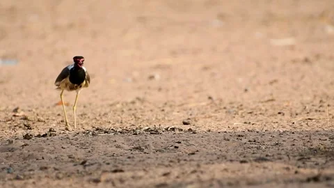 Red wattled Stock-Footage 244530988