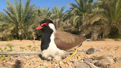 Red wattled hatching on desert Stock-Footage 243756425
