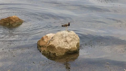 Red Wattled Indian Lapwing sitting on a rock in a pond. Stock Footage 154681616