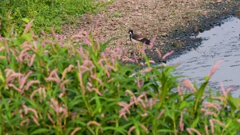 Red Wattled Lapwing on the bank of the river Stock-Footage 293566933