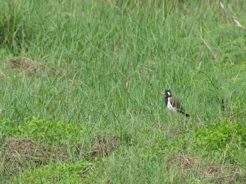 Red-wattled Lapwing bird cleaning its body Stock Footage 80581306