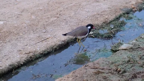 Red-wattled lapwing bird foraging in a shallow muddy stream Stock-Footage 329369790