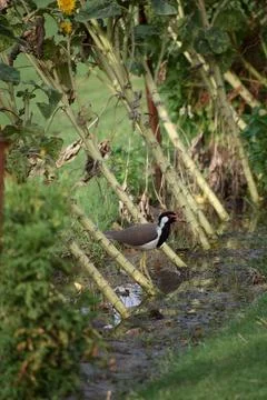 Red-wattled lapwing bird foraging beside a wetland with bamboo and green Stock Photos