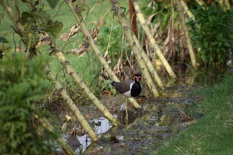 Red-wattled lapwing bird foraging beside a wetland with bamboo and green Stock Photos