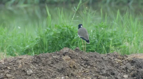 Red-wattled lapwing bird on the soil pile in the grass field Stock Footage 66417805