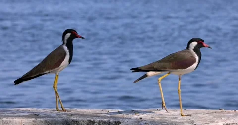 Red-wattled lapwing birds walking on a concrete wall by the water. Stock Footage 327635292
