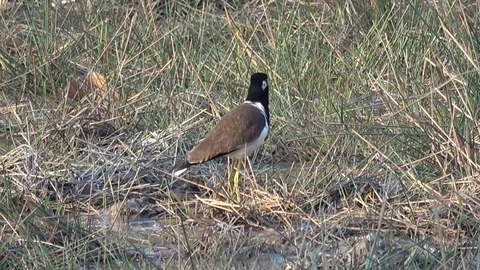 Red-wattled Lapwing, Cambodia Video stock 86218527