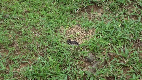Red Wattled Lapwing Chick Camouflaged in Jungle Ground Nest 스톡 동영상 337784423
