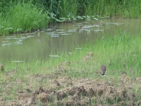 Red-wattled Lapwing cleaning its body close to the pond Stock Footage 80581966
