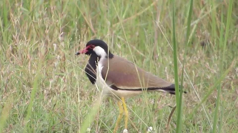 Red wattled lapwing Stock Footage 75248426