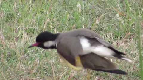 Red wattled lapwing Stock Footage 75291422