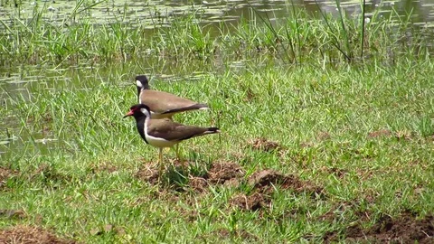 Red Wattled Lapwing Stock Footage 77147662