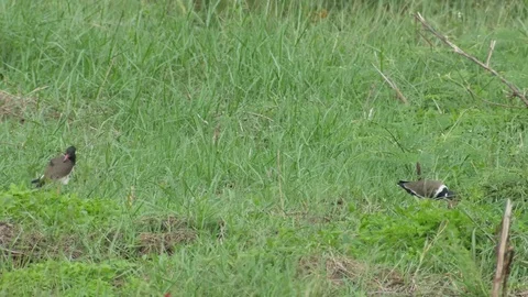 Red-wattled Lapwing in the grass field Video stock 80084246