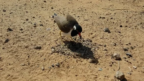 Red-wattled lapwing hatching on desert sand Stock-Footage 243928634
