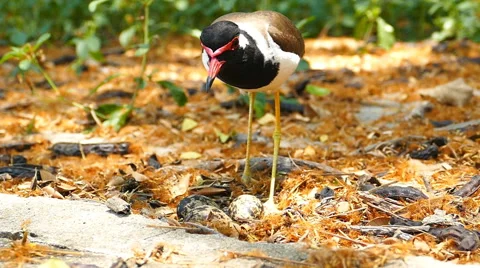 Red-wattled Lapwing hatching eggs in nest. 库存影片 48905792