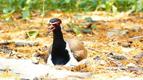 Red-wattled Lapwing hatching eggs in nest. Stock Footage 50060433