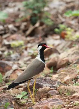 The red-wattled lapwing Illustrazione stock