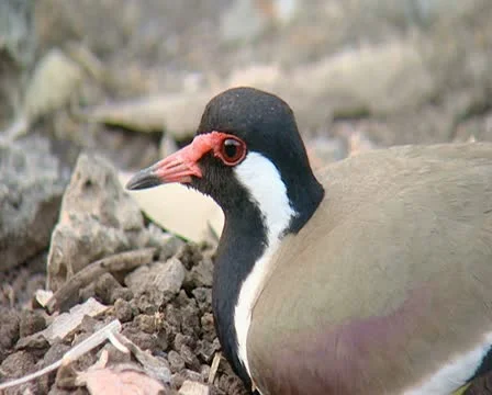 Red Wattled Lapwing Incubating Stock Footage 11317374