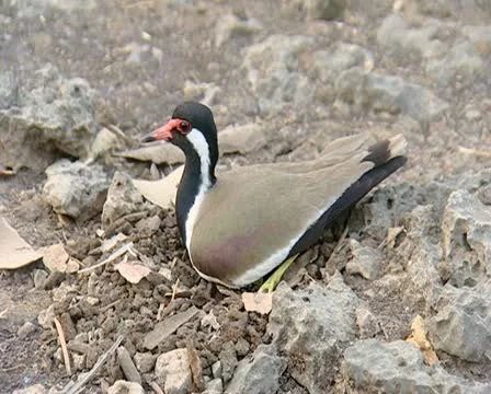 Red Wattled Lapwing Incubating Stock Footage 11317533