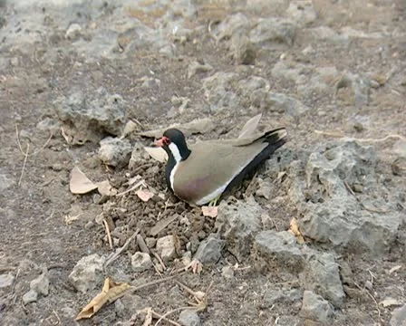 Red Wattled Lapwing Incubating Stock Footage 11318072