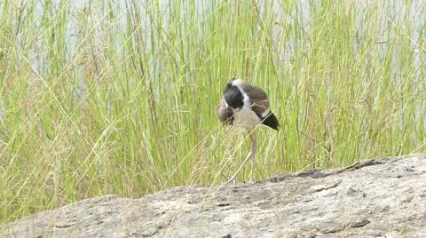 Red-Wattled Lapwing in nature. Video stock 53346241