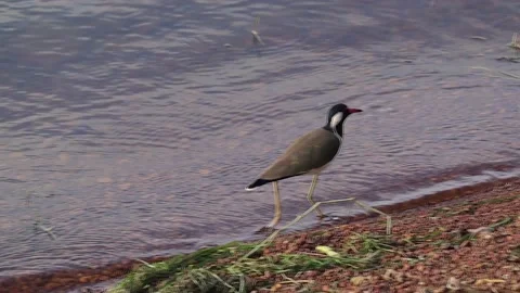 Red wattled lapwing or Asian lapwing or large plover or Vanellus indicus bi.. Stock-Footage 239590635