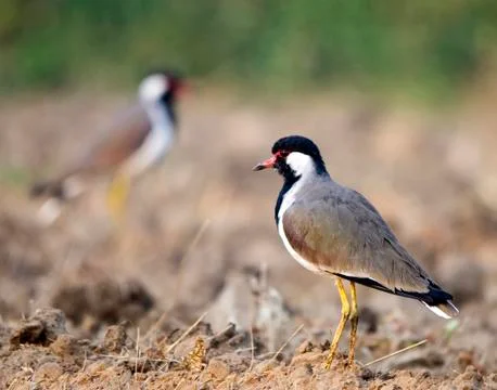 Red-wattled lapwing Stock Photos