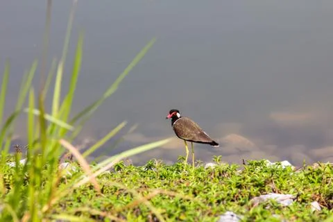 Red-wattled Lapwing Stock Photos