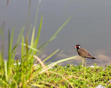 Red-wattled Lapwing Stock Photos