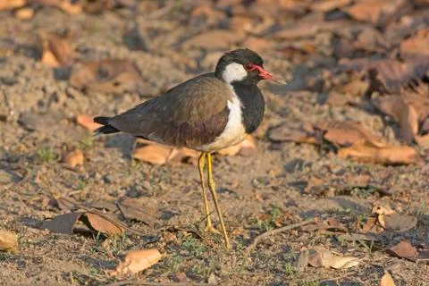 Red-wattled Lapwing Stockfoto's