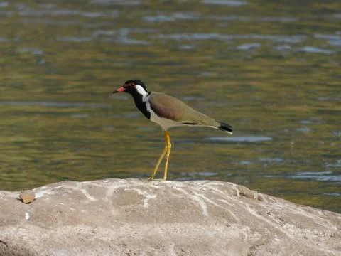 Red-Wattled Lapwing Stock Photos