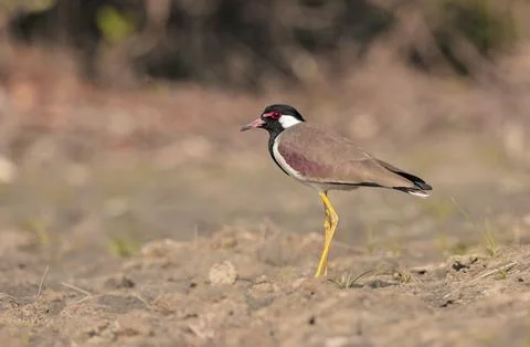 Red-wattled lapwing . Stock Photos