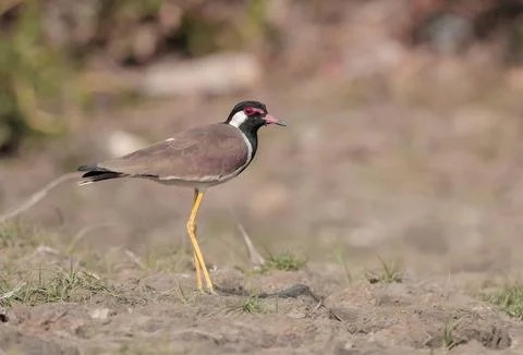 Red-wattled lapwing Stock Photos
