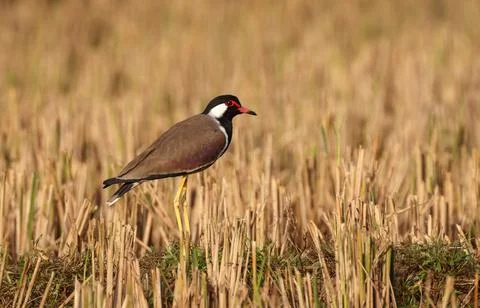 Red-wattled lapwing Stock Photos