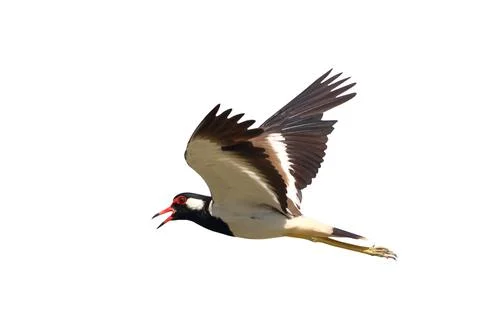 Red-wattled Lapwing Stock Photos