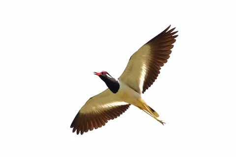 Red-wattled Lapwing Stock Photos