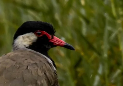The red-wattled lapwing Stock Photos