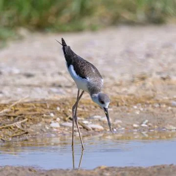 Red-wattled Lapwing Foto stock