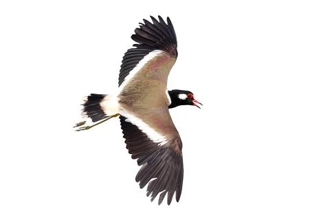 Red-wattled Lapwing Stock Photos